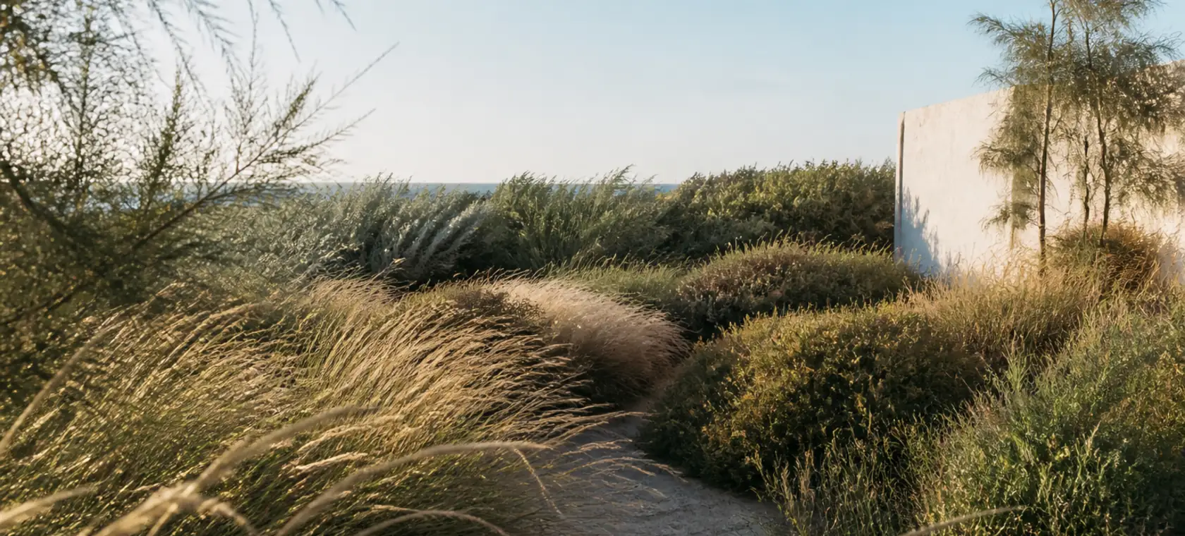 Jardín costero de gramíneas y arbustos inclinados por la brisa junto a una pared blanca y el mar